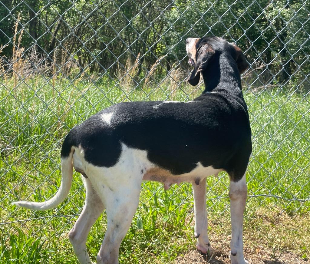 Enlarge GEORGIA, a Adoptable Hound in Crossville, TN image 2/3