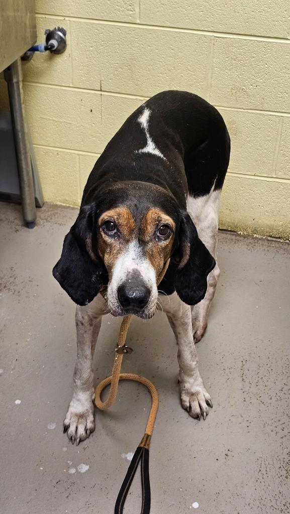 Enlarge GEORGIA, a Adoptable Hound in Crossville, TN image 1/1