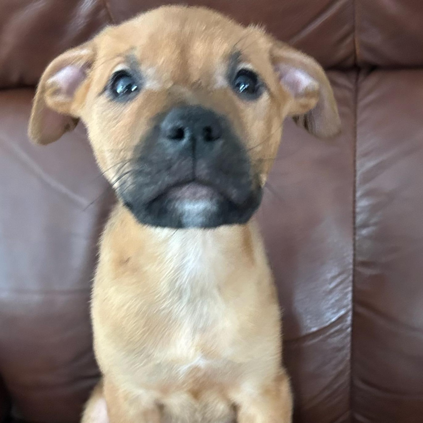 Manfred, adopted, Puppy Male Boxer.