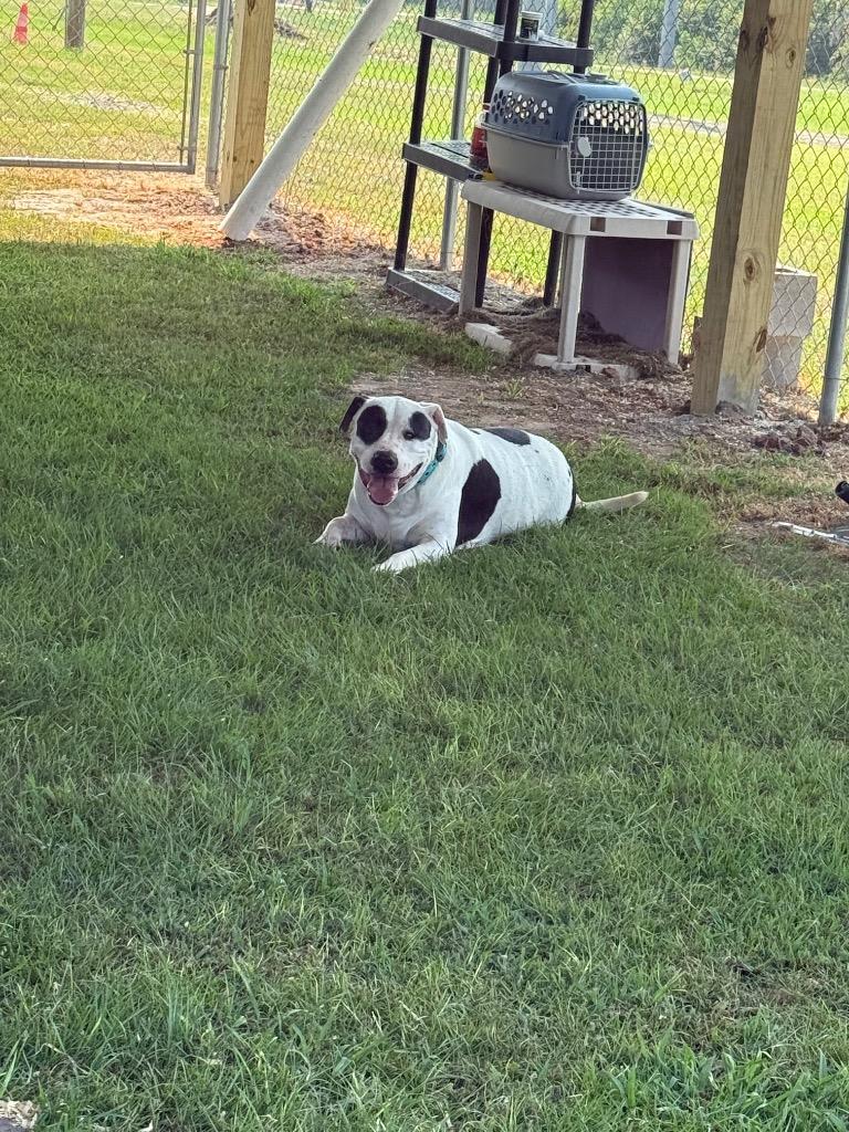 Petey, Adoptable, Adult Male American Bulldog.