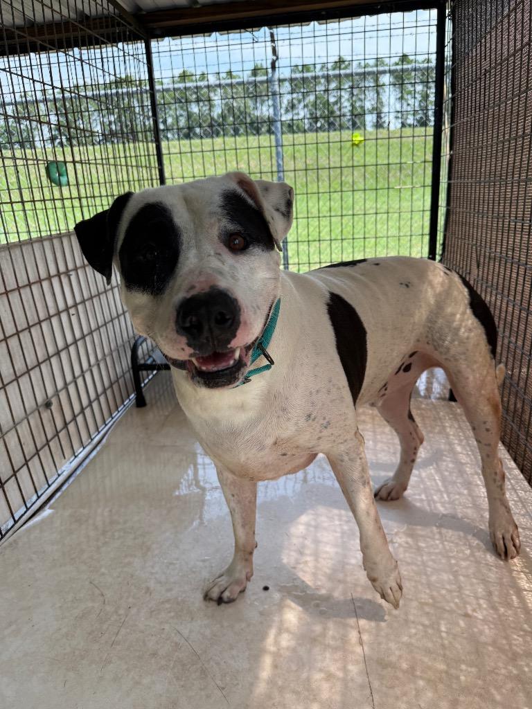 Enlarge Petey, a Adoptable American Bulldog in Nashville, GA image 2/5