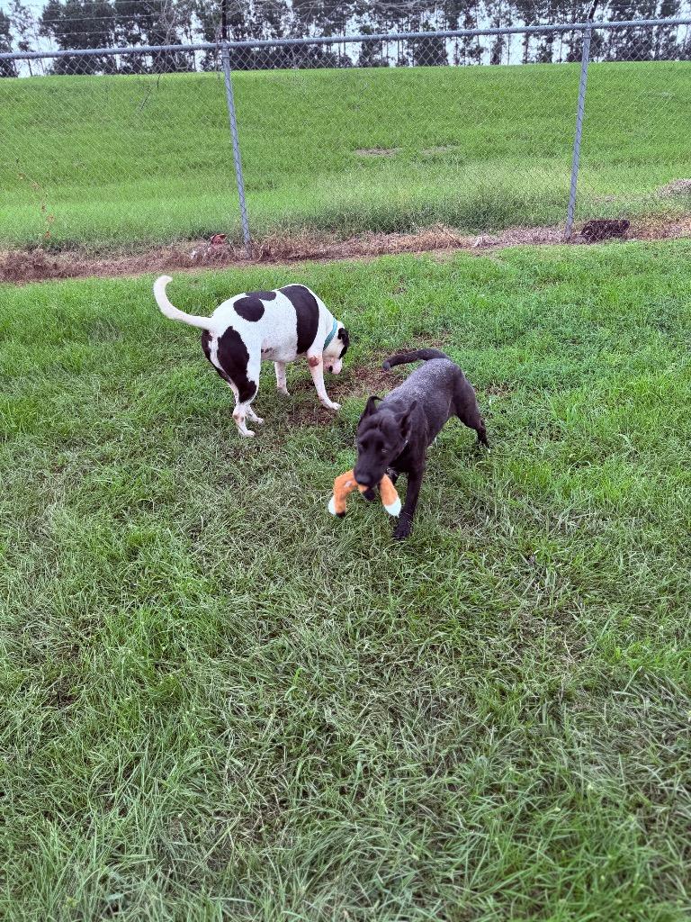 Enlarge Petey, a Adoptable American Bulldog in Nashville, GA image 5/5