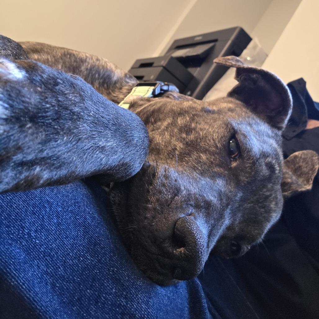 Melrose, Adoptable, Adult Female Mixed Breed.