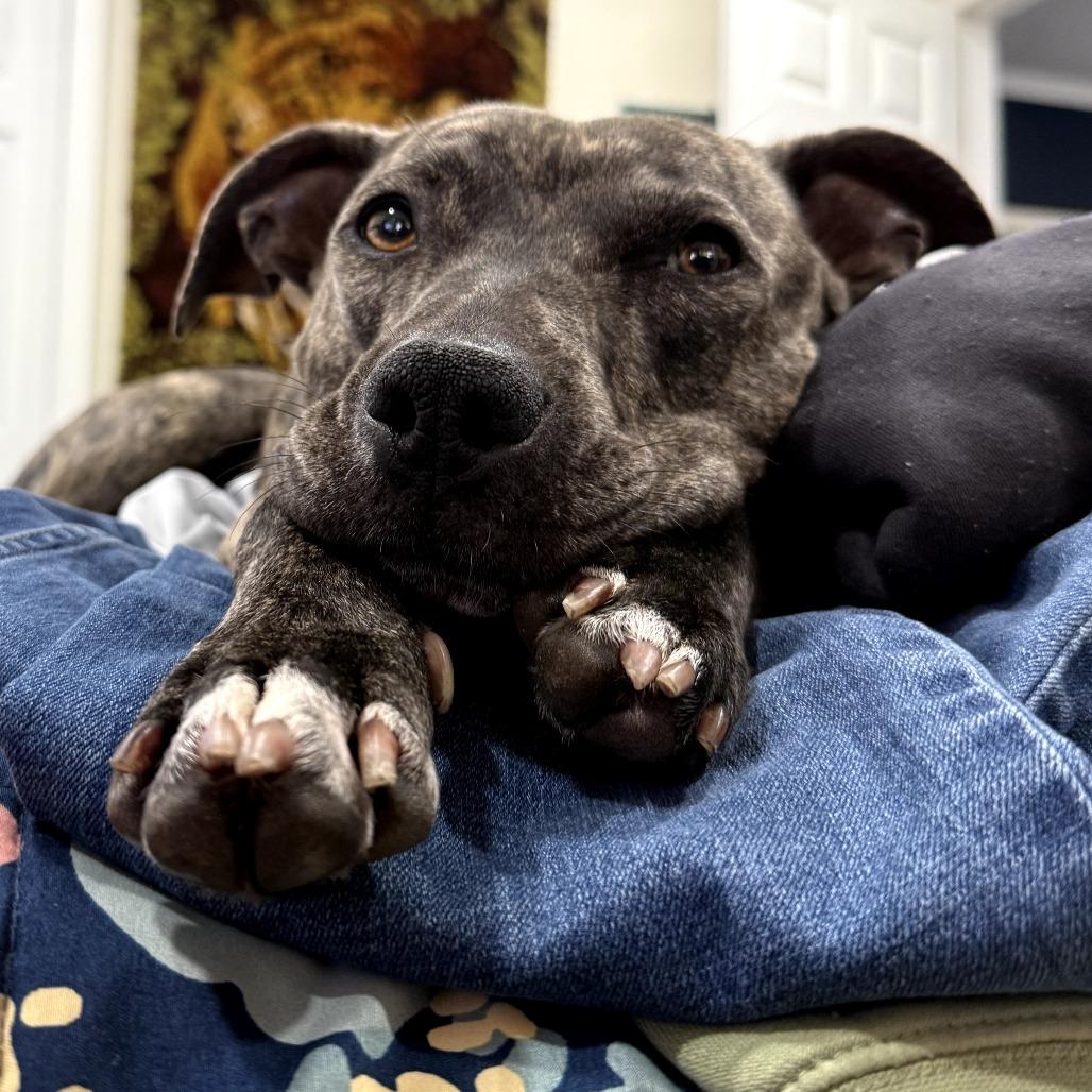 Enlarge Melrose, a Adoptable Mixed Breed in San Francisco, CA image 2/6