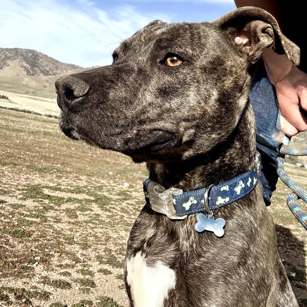 Enlarge Melrose, a Adoptable Mixed Breed in San Francisco, CA image 3/6