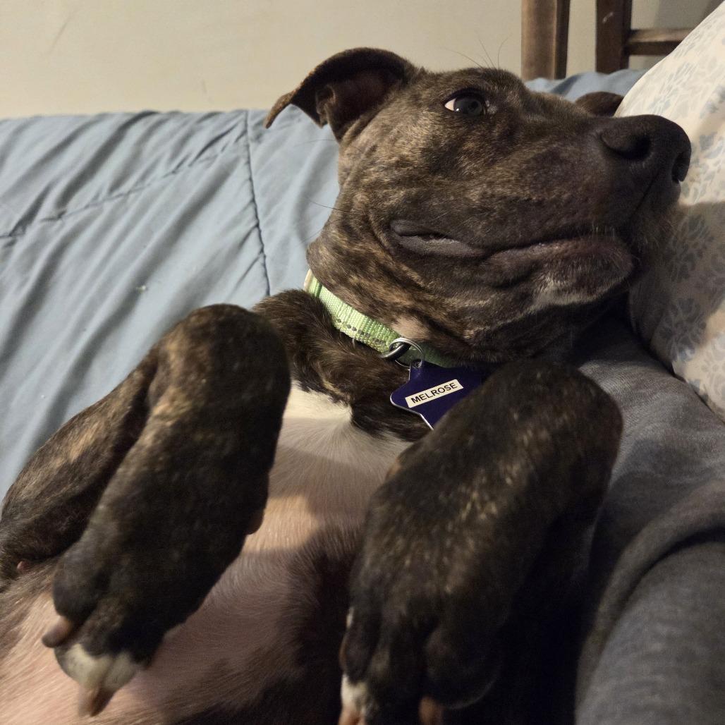 Enlarge Melrose, a Adoptable Mixed Breed in San Francisco, CA image 4/6