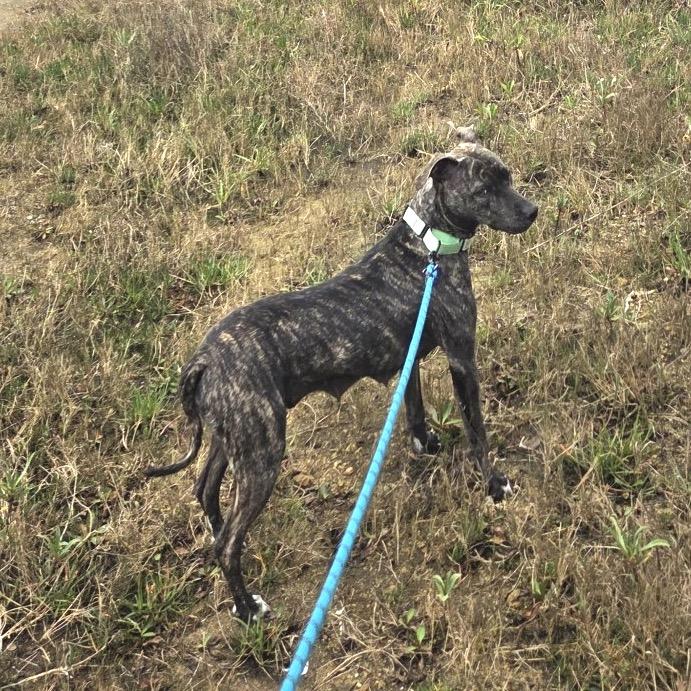 Enlarge Melrose, a Adoptable Mixed Breed in San Francisco, CA image 5/6