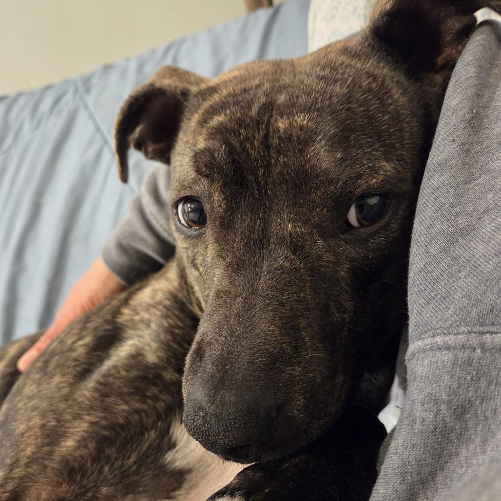 Enlarge Melrose, a Adoptable Mixed Breed in San Francisco, CA image 6/6