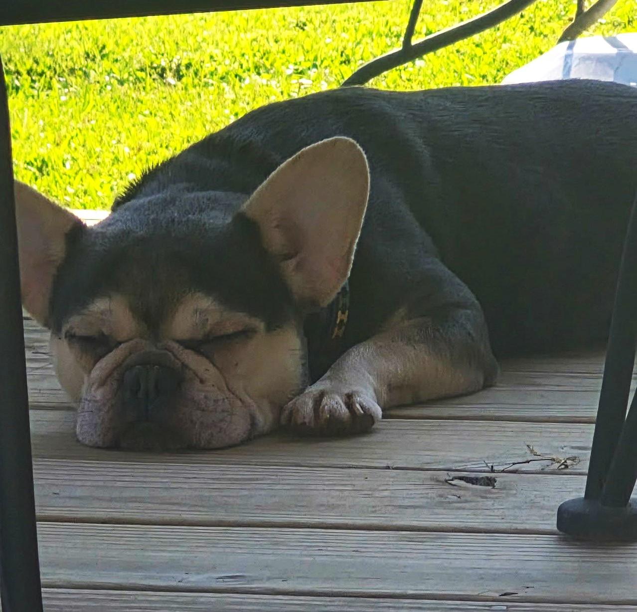 Enlarge Velvet, an adopted French Bulldog in Conesus, NY image 2/5