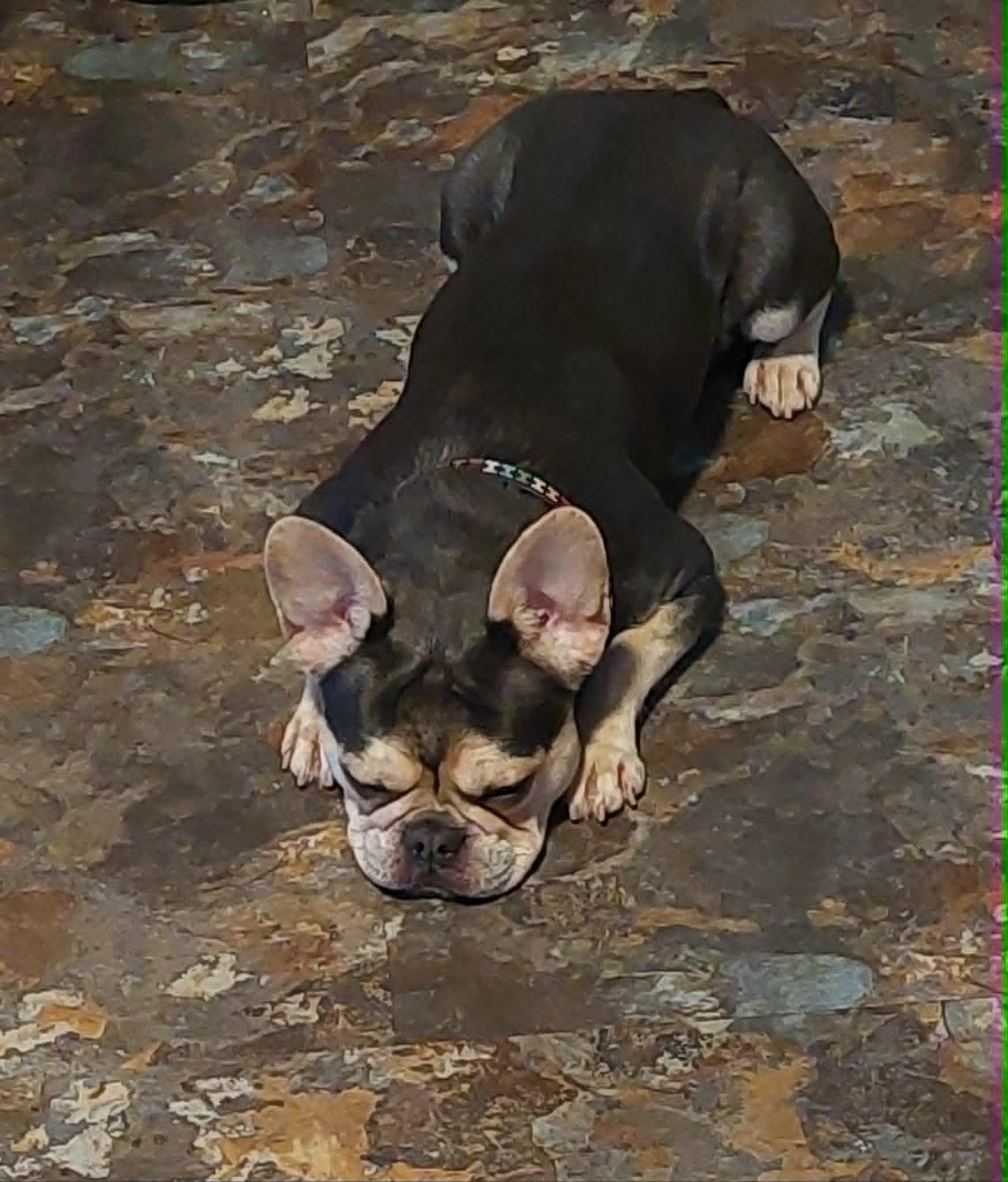 Enlarge Velvet, an adopted French Bulldog in Conesus, NY image 3/5