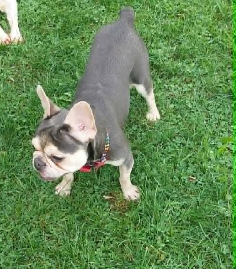 Enlarge Velvet, an adopted French Bulldog in Conesus, NY image 5/5