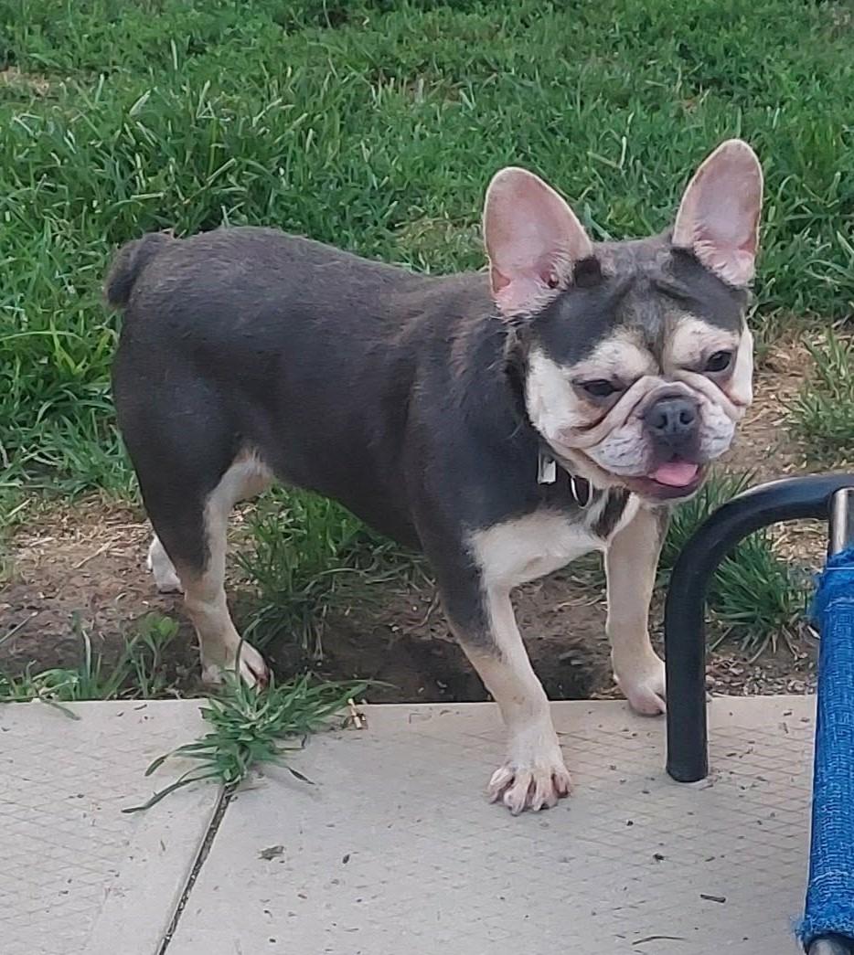 Velvet, adopted, Adult Female French Bulldog.