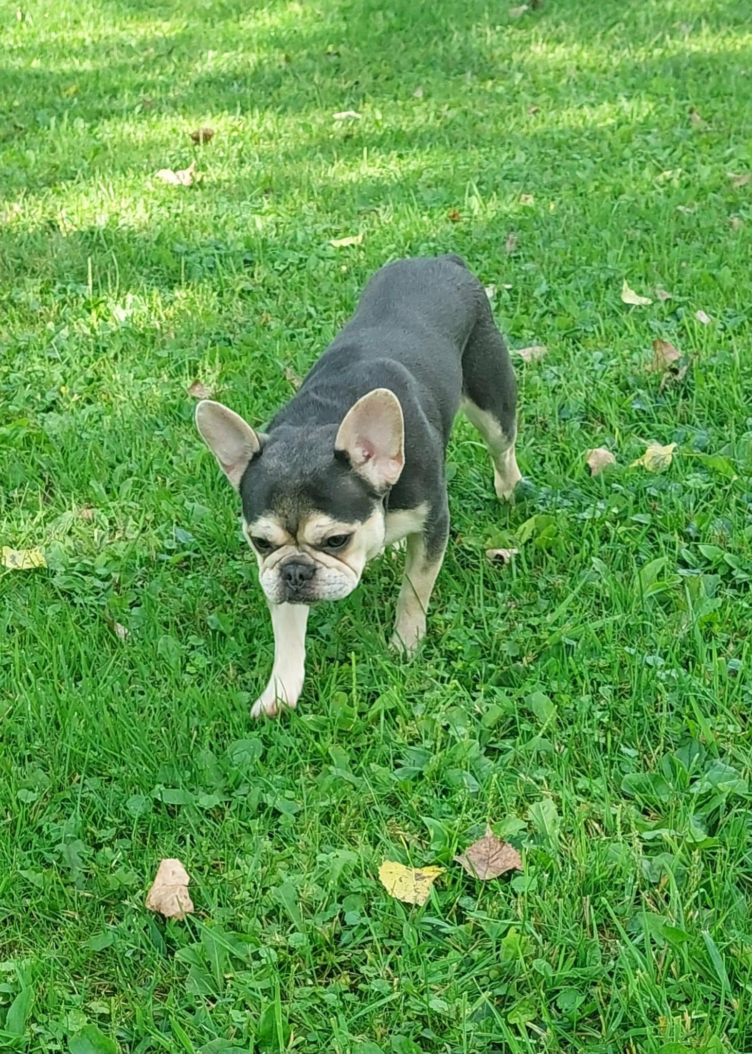 Enlarge Velvet, an adopted French Bulldog in Conesus, NY image 4/5