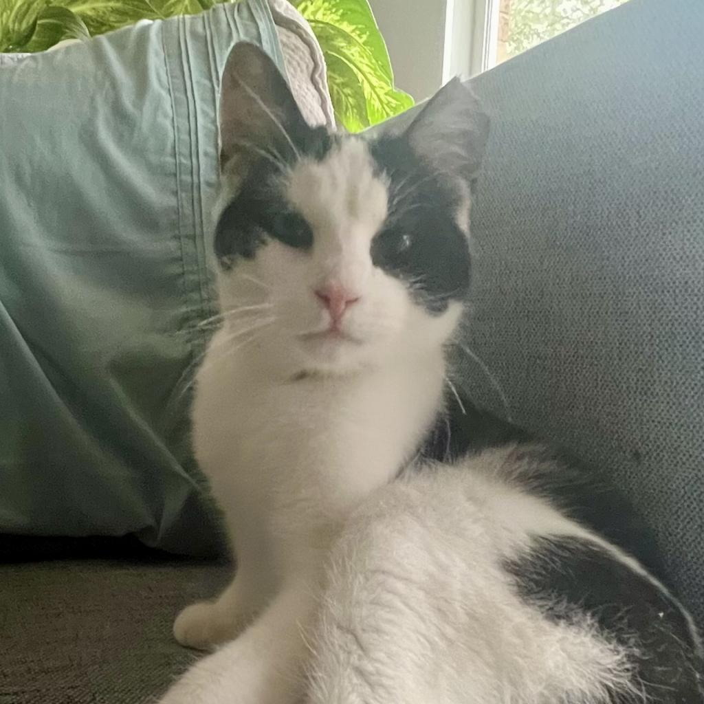 Enlarge Jax, a Adoptable Domestic Short Hair in Pittsburgh, PA image 1/2