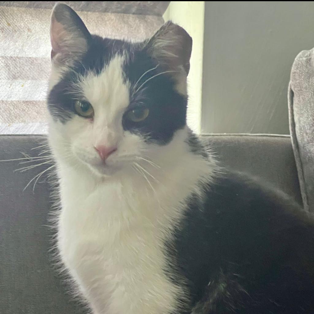 Enlarge Jax, a Adoptable Domestic Short Hair in Pittsburgh, PA image 2/2