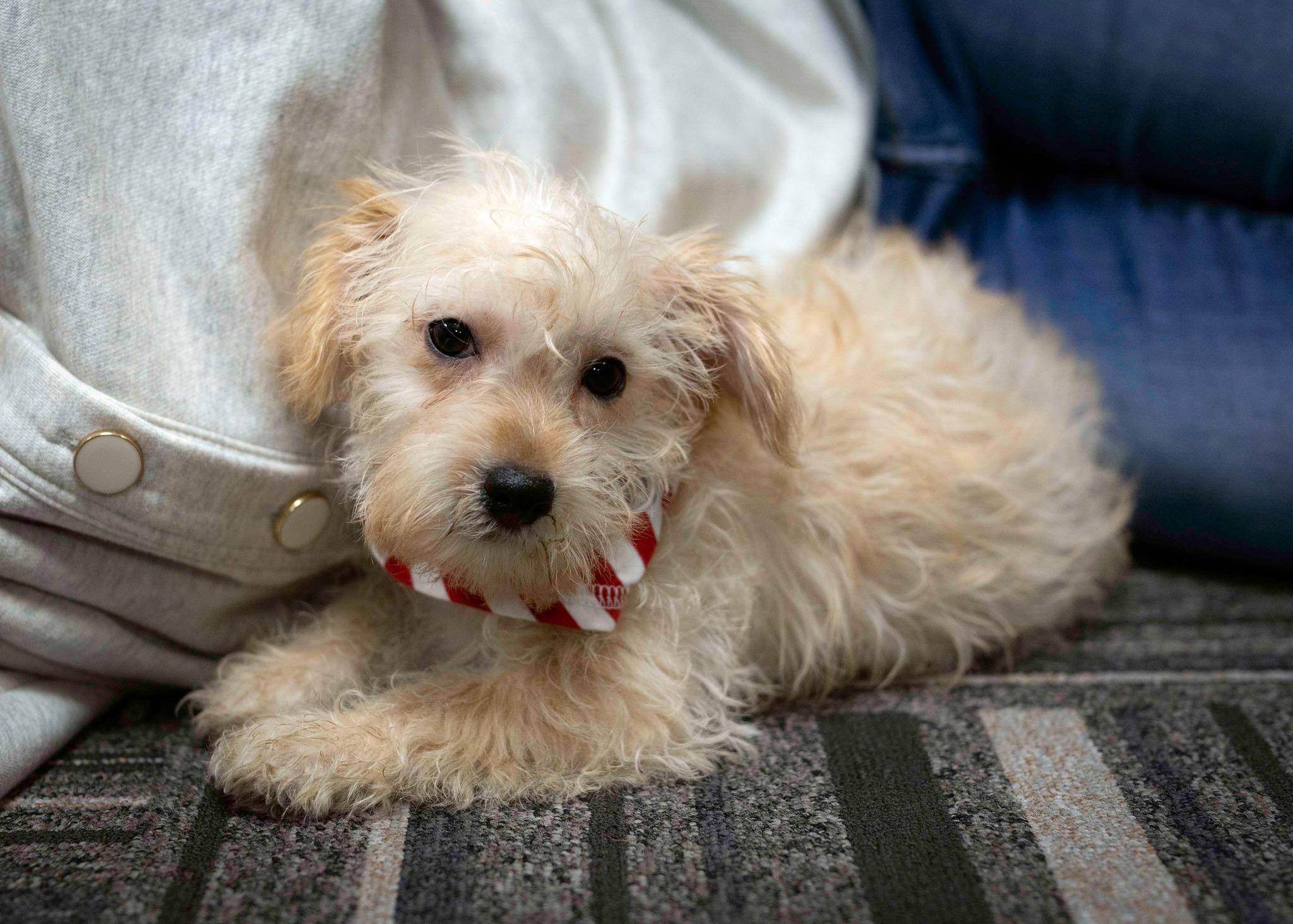 Delta, a Adopted mixed breed in West Richland, WA image 1/3