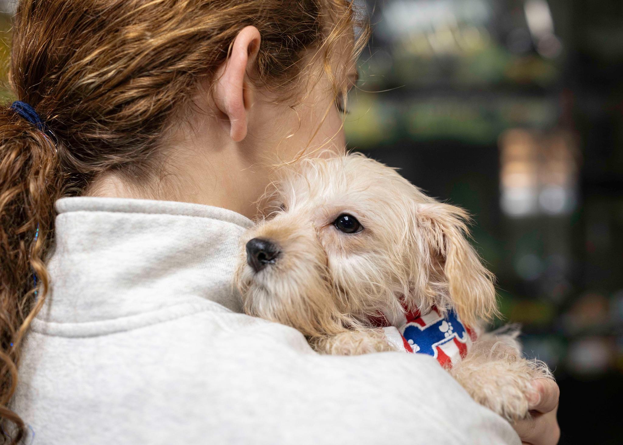 Delta, a Adopted mixed breed in West Richland, WA image 2/3