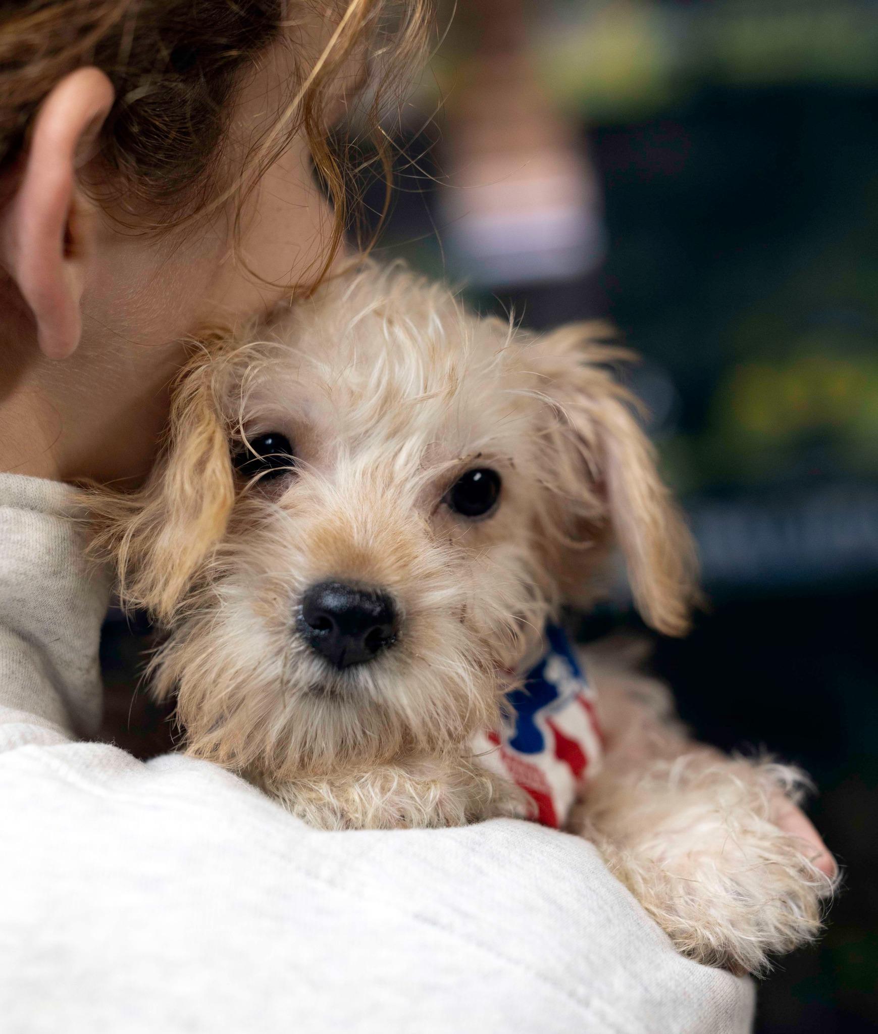 Delta, a Adopted mixed breed in West Richland, WA image 3/3