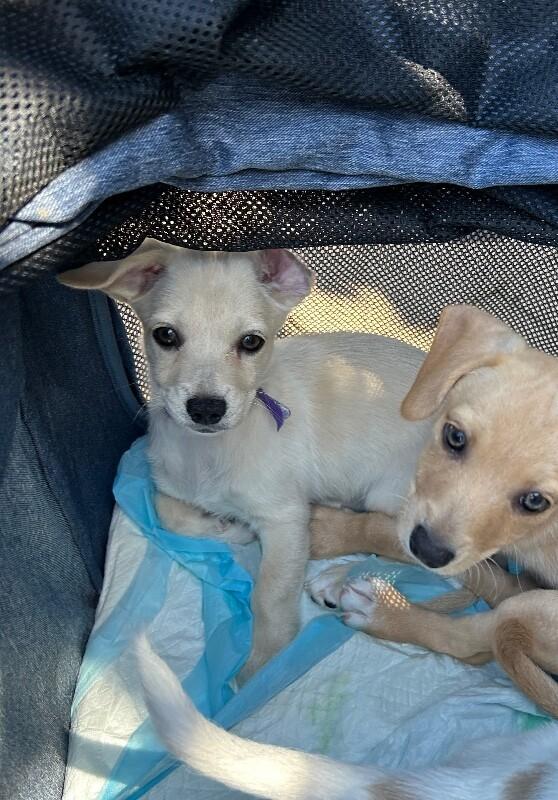 Star, Adoptable, Puppy Female Mixed Breed & Maltese.