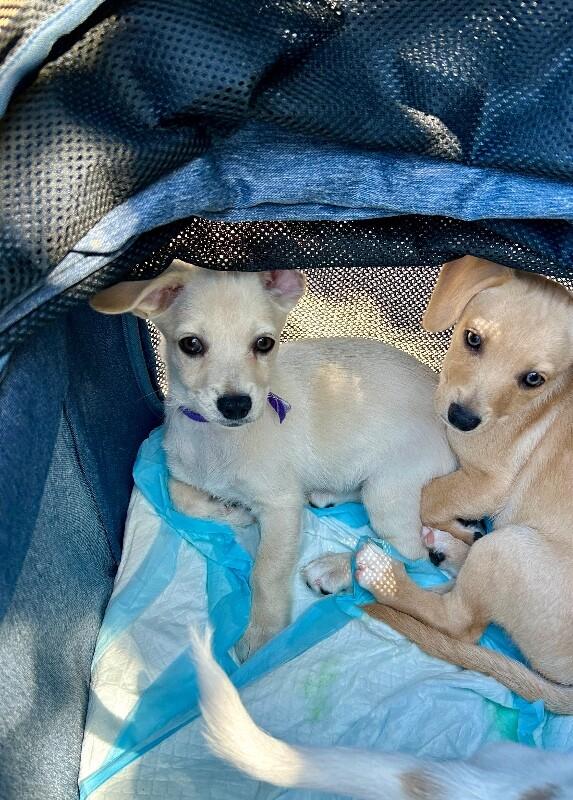 Enlarge Star, a Adoptable mixed breed in Van Nuys, CA image 2/6