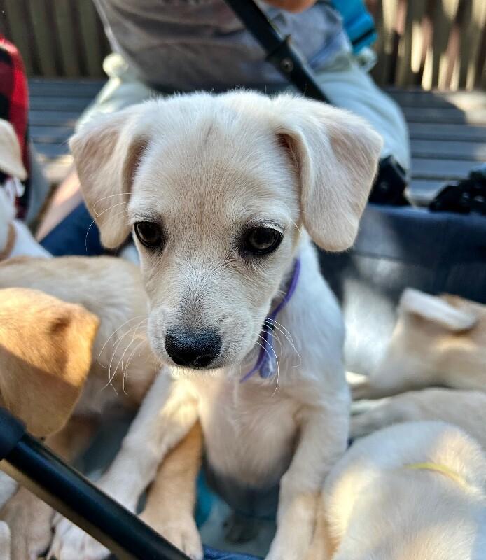 Enlarge Star, a Adoptable mixed breed in Van Nuys, CA image 5/6