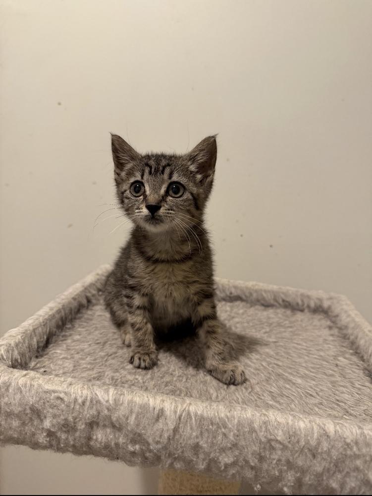 Macy, Adoptable, Kitten Female Domestic Short Hair.