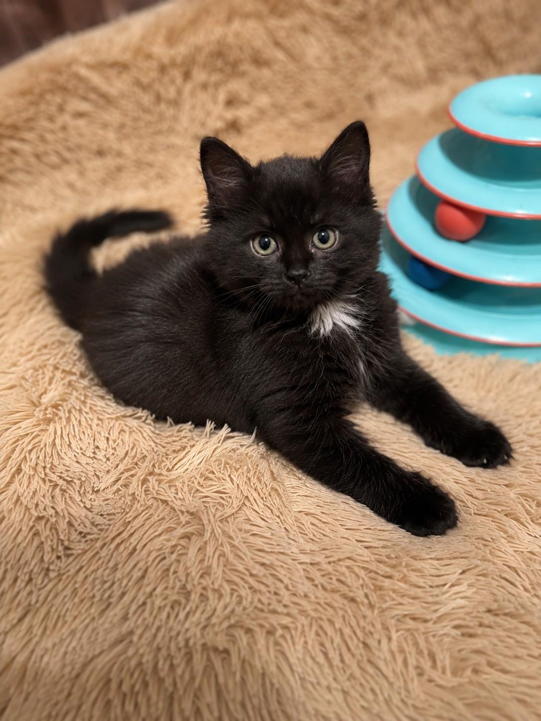 Luna, adoptable, Kitten Female Domestic Medium Hair.