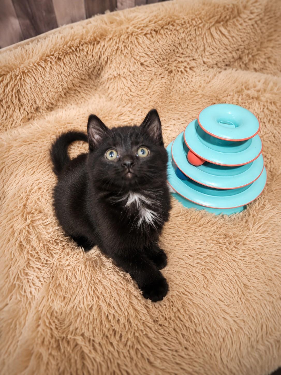 Enlarge Luna, an adoptable Domestic Medium Hair in Gardnerville, NV image 2/2