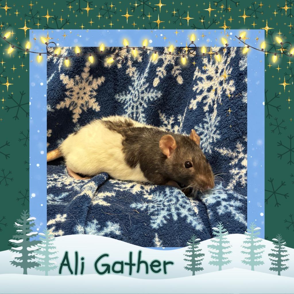 Enlarge Ali Gather, a Adopted Rat in Elizabethtown, KY image 1/3