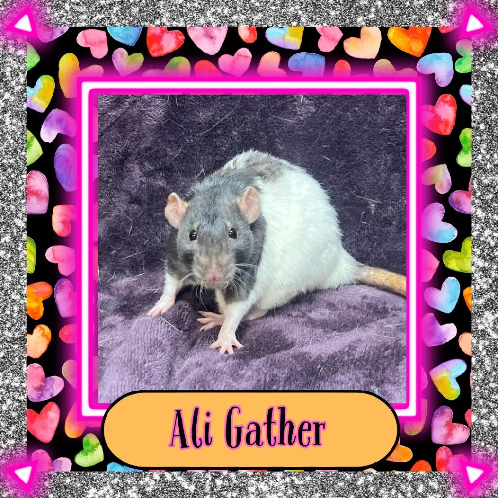 Enlarge Ali Gather, a Adopted Rat in Elizabethtown, KY image 2/3