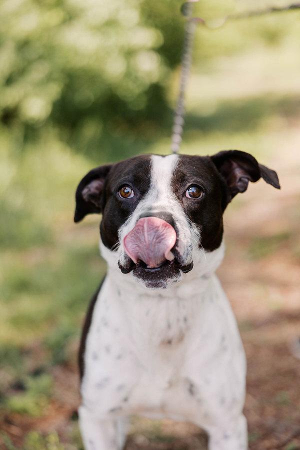 Buddy, Adoptable, Adult Male Boxer.