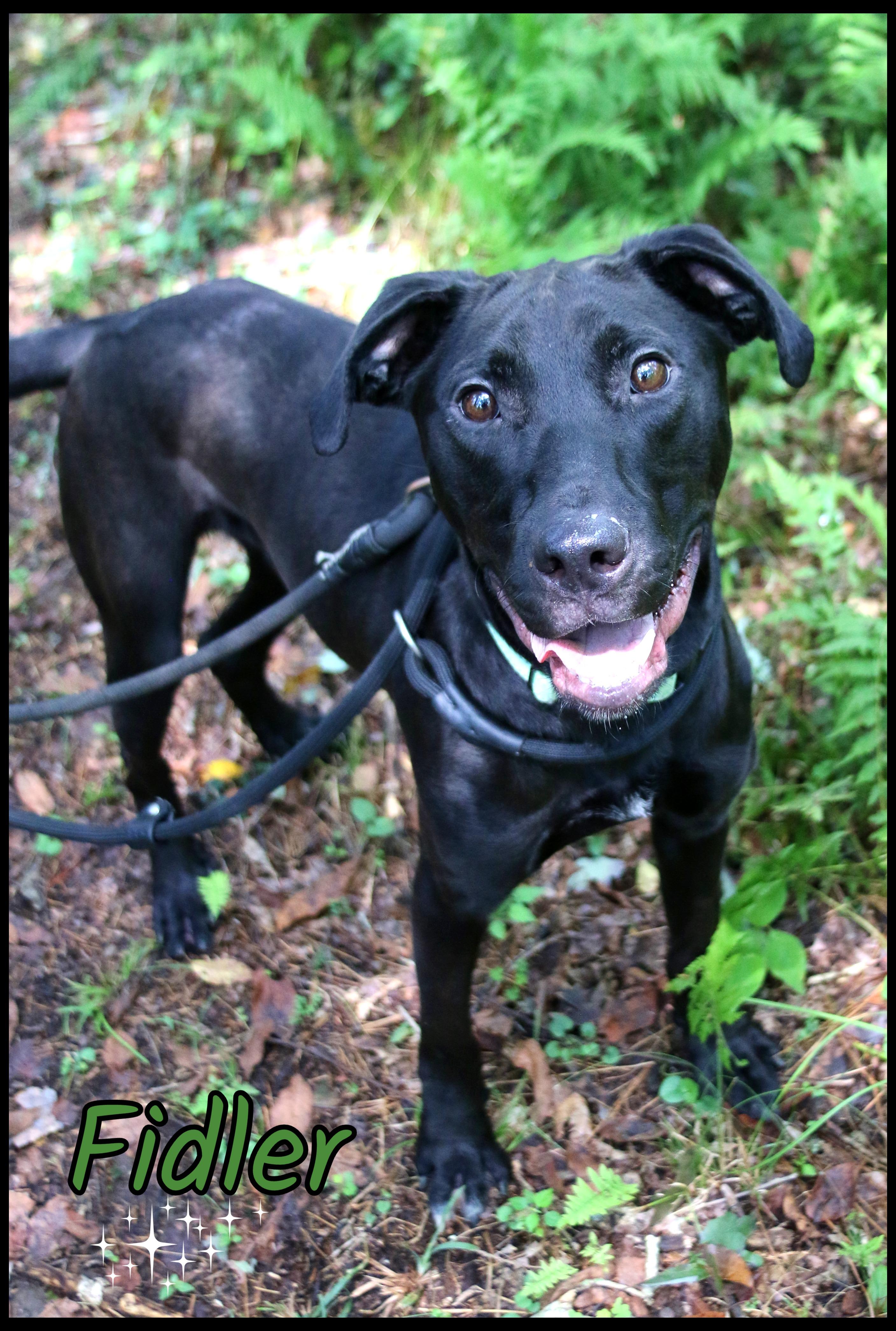 Enlarge Fidler, a Adoptable mixed breed in Shippenville, PA image 2/6