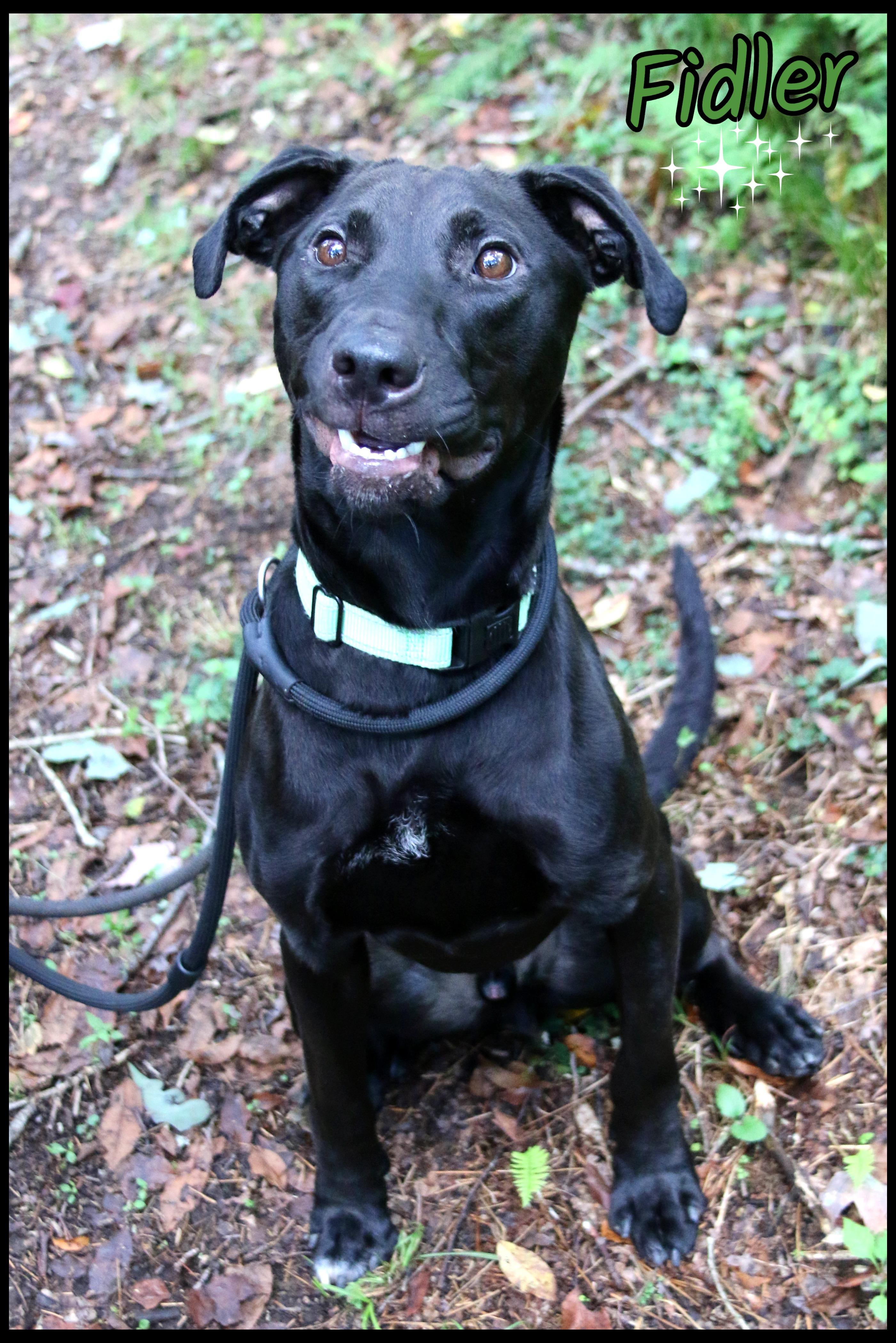 Enlarge Fidler, a Adoptable mixed breed in Shippenville, PA image 1/6
