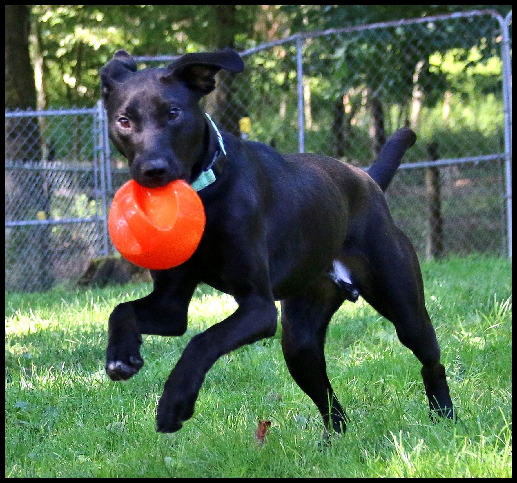 Enlarge Fidler, a Adoptable mixed breed in Shippenville, PA image 4/6
