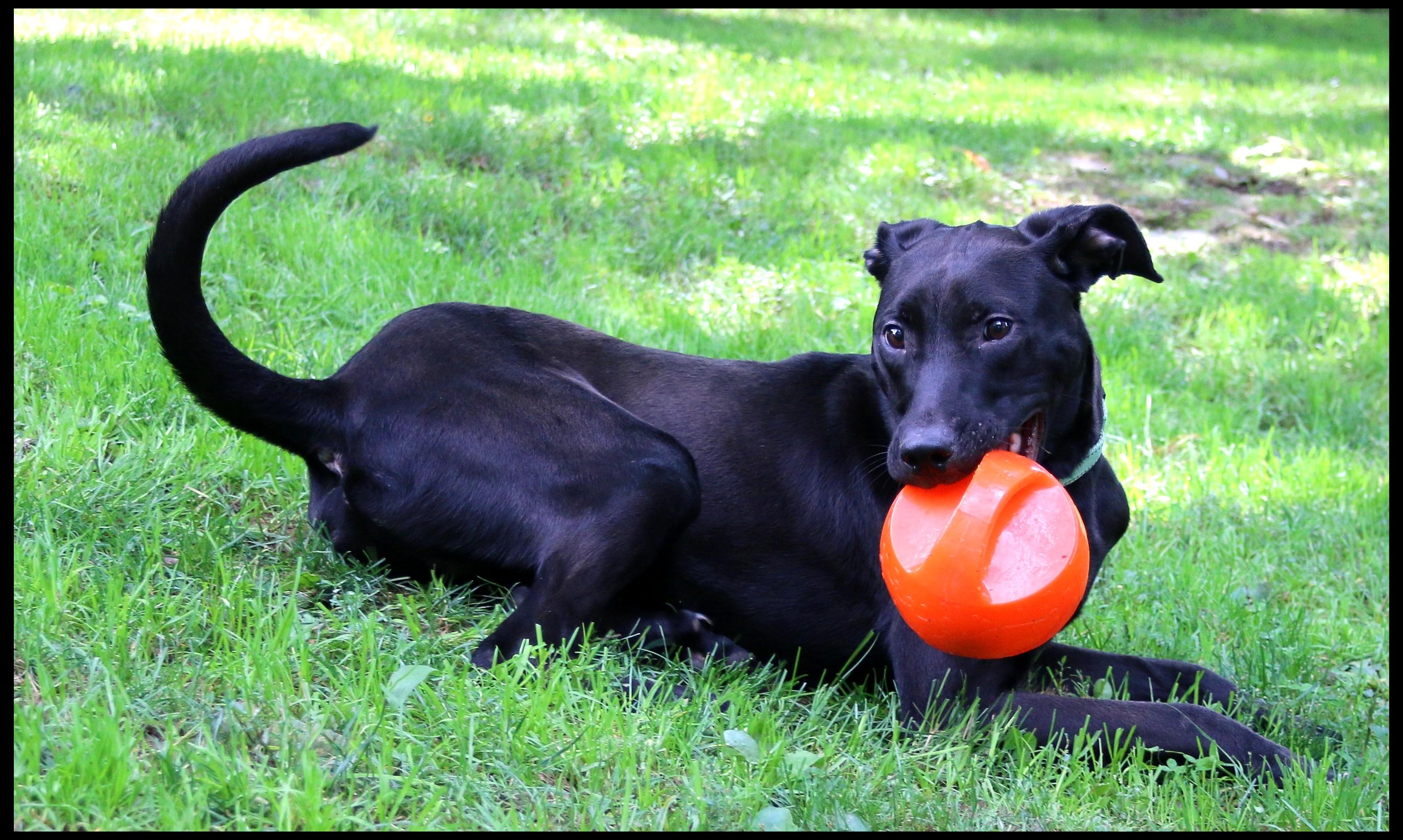Enlarge Fidler, a Adoptable mixed breed in Shippenville, PA image 3/6