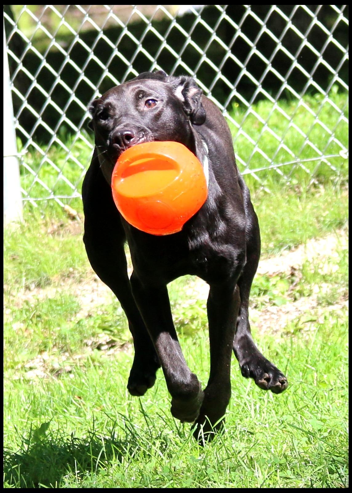 Enlarge Fidler, a Adoptable mixed breed in Shippenville, PA image 5/6