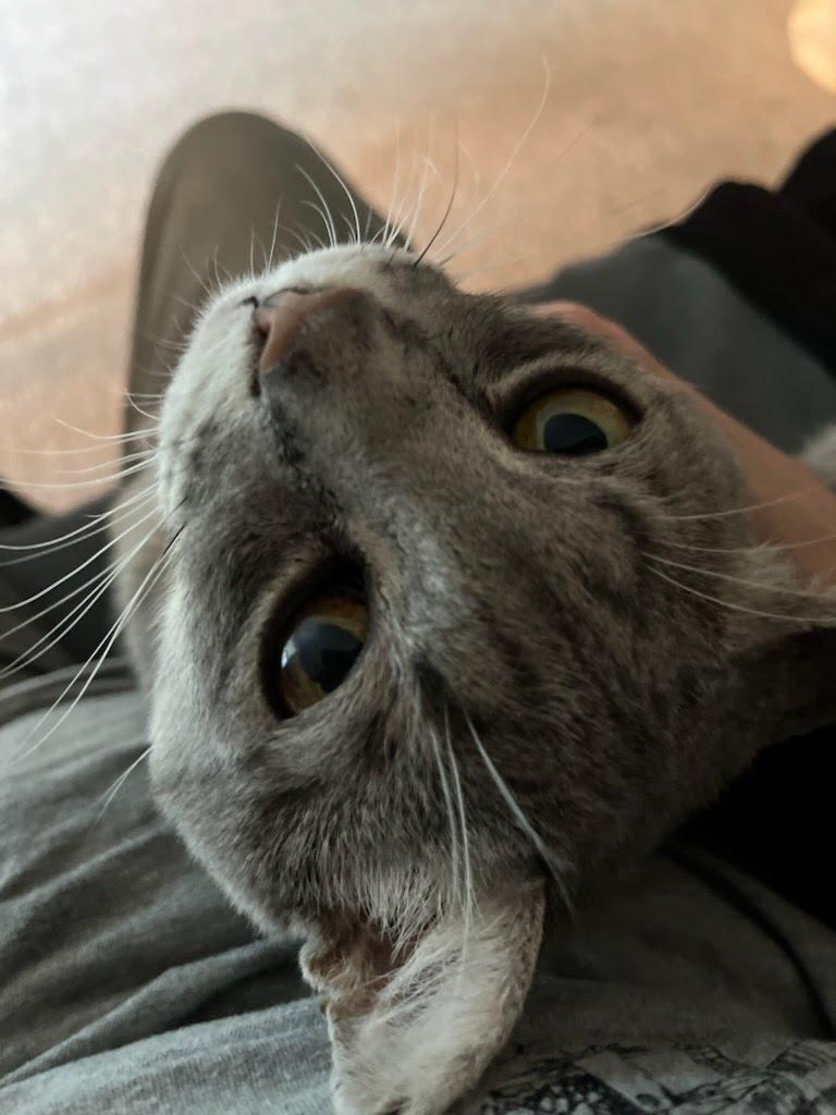 Droopy, an adoptable Domestic Short Hair in El Dorado Hills, CA, 95762 | Photo Image 2