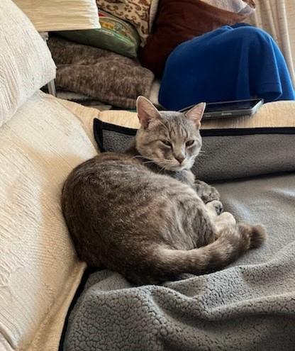 Droopy, an adoptable Domestic Short Hair in El Dorado Hills, CA, 95762 | Photo Image 1