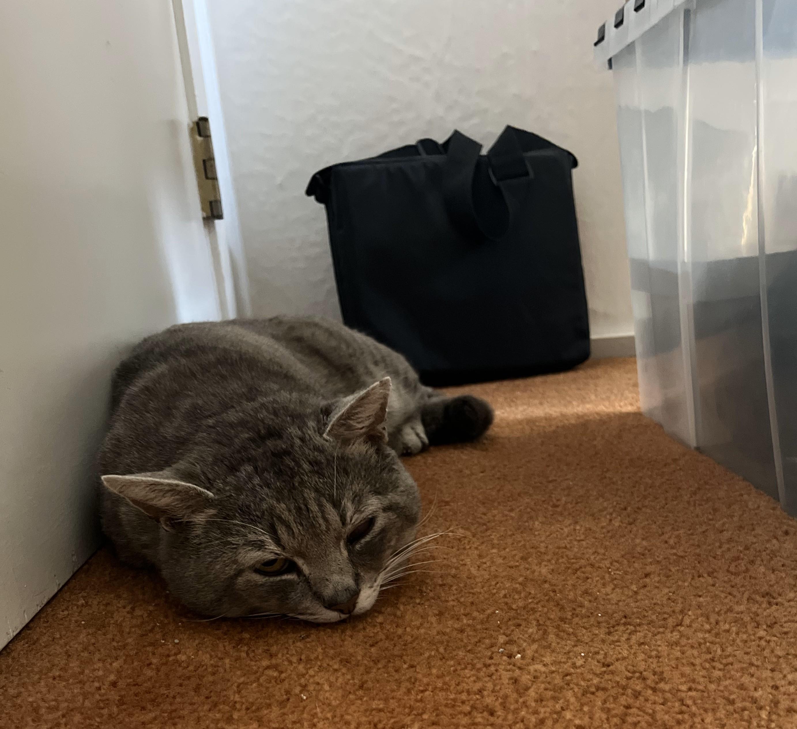 Droopy, an adoptable Domestic Short Hair in El Dorado Hills, CA, 95762 | Photo Image 3