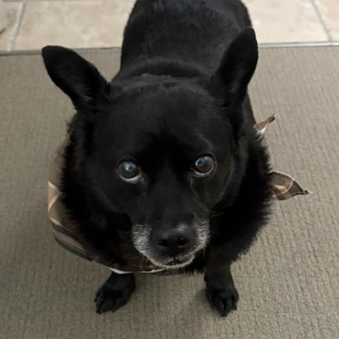Blue, Adoptable, Senior Male Chihuahua.
