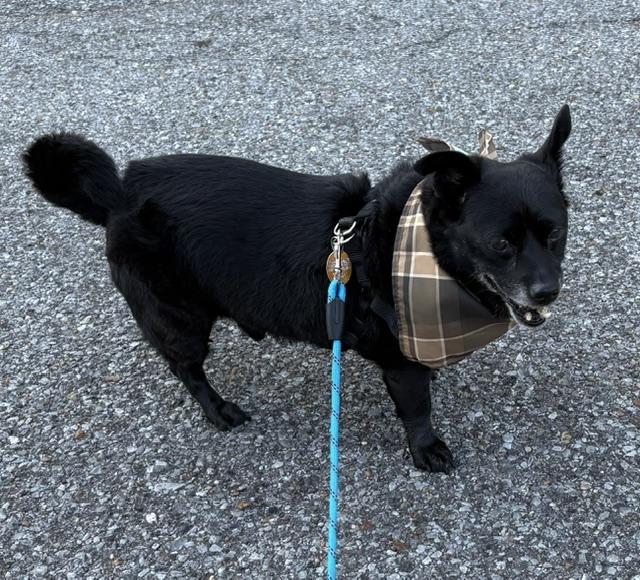 Enlarge Blue, a Adoptable Chihuahua in Memphis, TN image 2/3