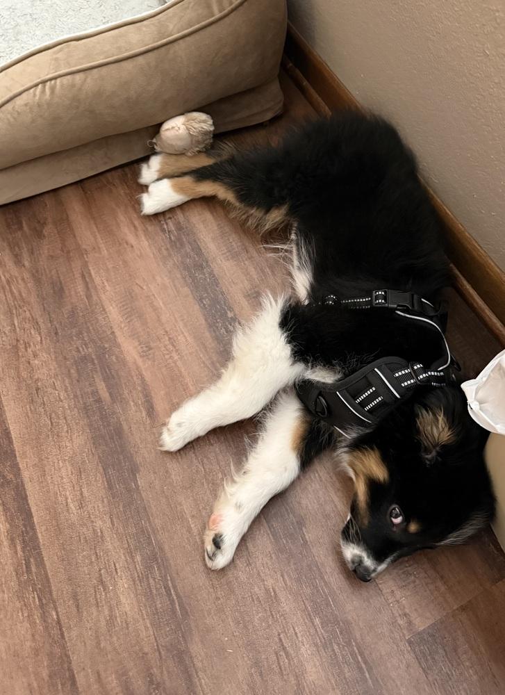 1041 Kolby, Adoptable, Puppy Male Australian Shepherd.