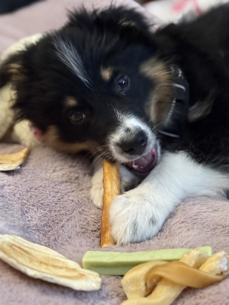 1041 Kolby, a Adoptable Australian Shepherd in Story City, IA image 3/3