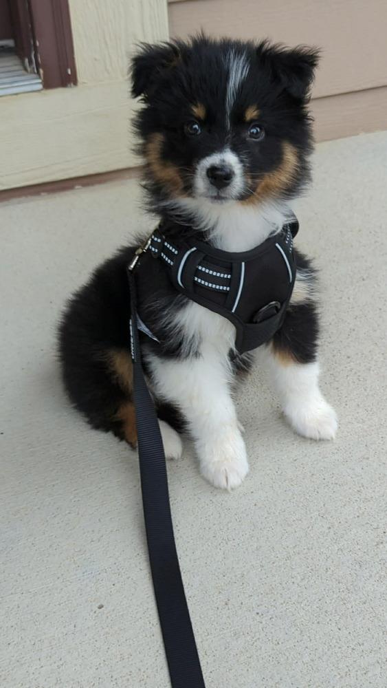 1041 Kolby, a Adoptable Australian Shepherd in Story City, IA image 1/3