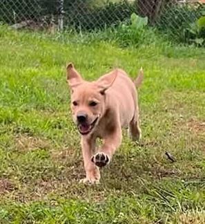Muffy, Adoptable, Puppy Female Mixed Breed.