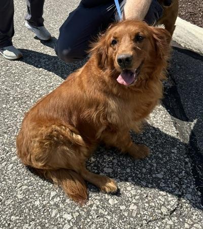 Bella, Adopted, Adult Female Golden Retriever.