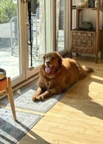 Enlarge Bella, a Adopted Golden Retriever in Cleveland, OH image 3/3