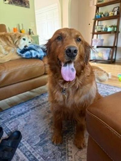 Enlarge Bella, a Adopted Golden Retriever in Cleveland, OH image 2/3