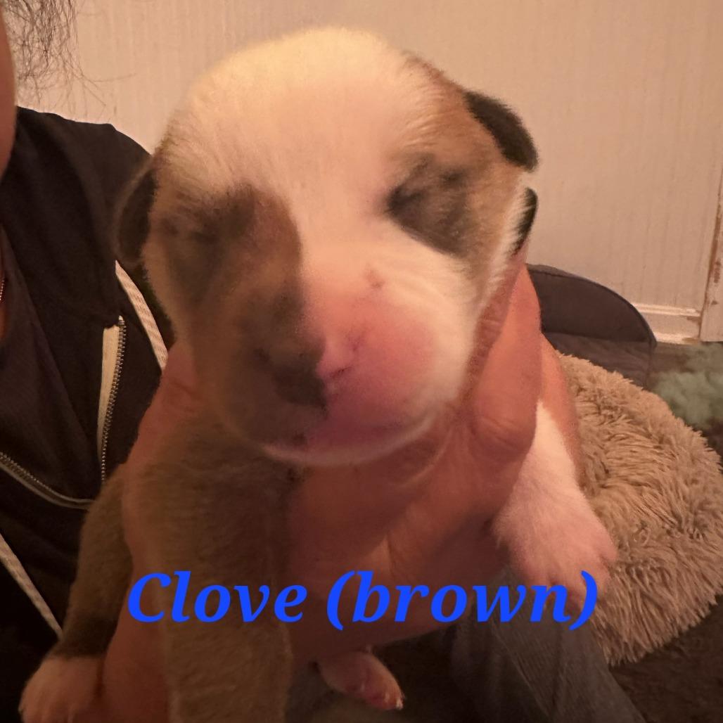 Clove, a Adoptable Mixed Breed in Fredericksburg, VA image 2/5