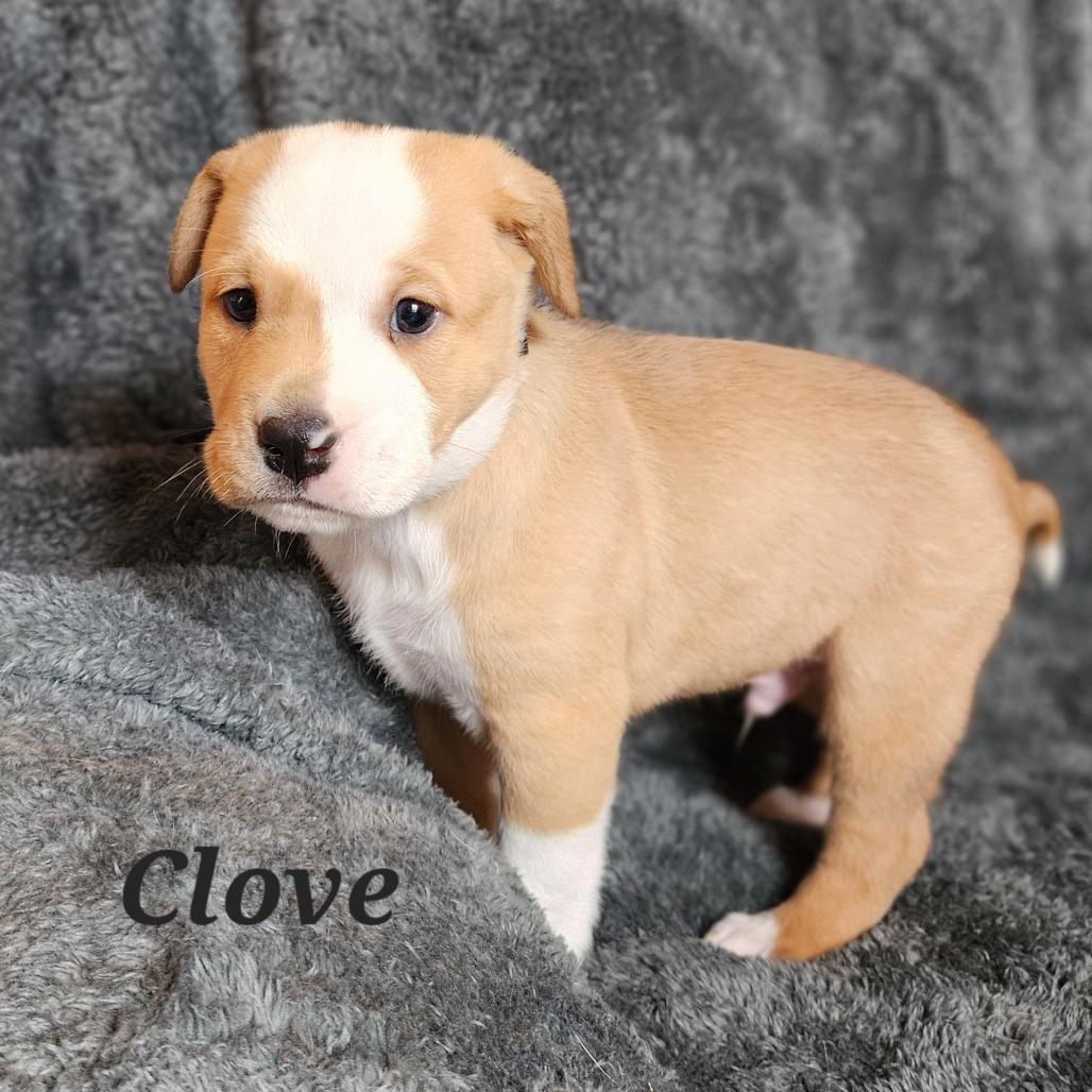 Clove, a Adoptable Mixed Breed in Fredericksburg, VA image 3/5